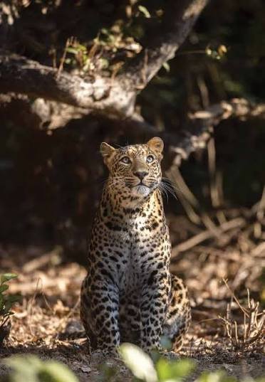 Indian Leopard